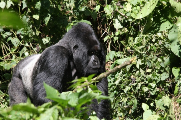 Bitwa o Wirungę LIFESTYLE, Film - Kulisy walki o bogactwa naturalne Parku Narodowego Wirunga w poniedziałek, 25 lipca, o godz. 22:00 na National Geographic Channel.