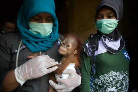 Ocalić orangutany LIFESTYLE, Film - Nat Geo Wild zaprasza w podróż do tropikalnego Borneo, gdzie biolog i fotograf Tim Laman, przyglądając się żyjącym na wolności orangutanom, szuka sposobów na ocalenie ich malejącej populacji.